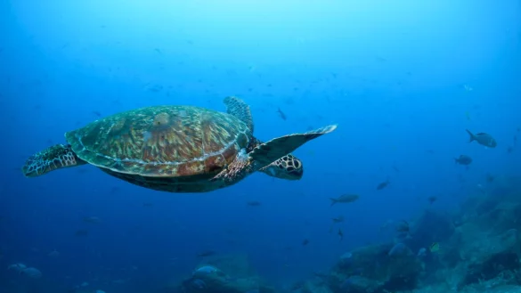 Entscheidend ist aus Expertensicht, dass Regierungen, Industrie und Naturschutzorganisationen zusammen die Ozeane nachhaltig bewirtschaften. (Archivbild) - &copy; Alie Skowronski/AP/dpa