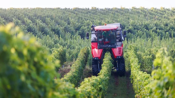 Es wandelt sich was in den Weinbergen deutscher Anbaugebiete (Archivfoto). - © Philipp von Ditfurth/dpa