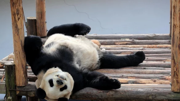 Noch nie wurde einer Studie zufolge so häufig «Dienst nach Vorschrift» gemacht wie im vergangenen Jahr (Symbolbild). - © Tpg/TPG via ZUMA Press/dpa