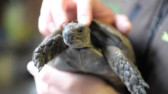 Kein Kuscheltier: Schildkr&ouml;ten wollen am liebsten nicht angefasst werden. - &copy; picture alliance / dpa