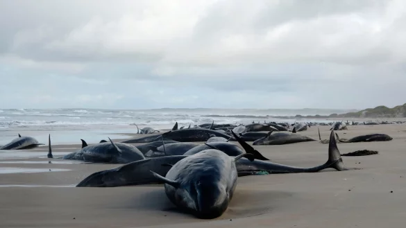 Kleine Schwertwale gehören zur Familie der Delfine. - © Uncredited/Department of Natural Resources and Environment Tasmania/AP/dpa