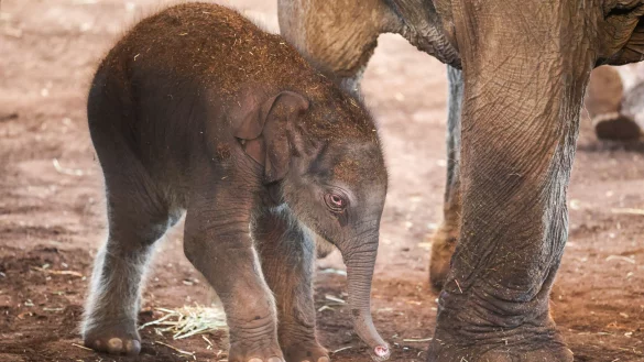 Elefanten-Geburt im K&ouml;lner Zoo: Elefanten-Junge ist topfit. - &copy; Christoph Reichwein/dpa