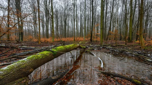 Jugendliche setzen sich f&uuml;r alte Apfelsorten, Biosph&auml;renreservate und vieles mehr ein. (Achivbild) - &copy; Patrick Pleul/dpa