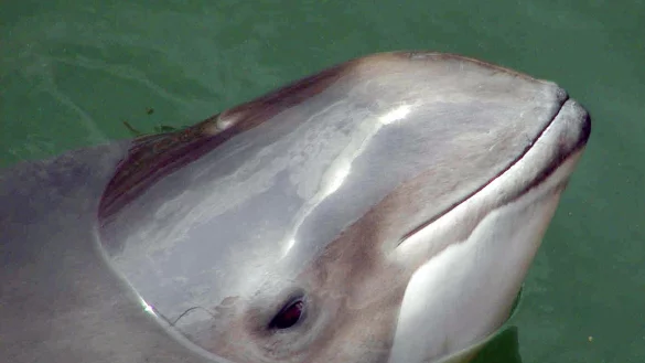 Der Schweinswal droht in der Ostsee vor Schleswig-Holstein und Mecklenburg-Vorpommern zu verschwinden. (Symbolbild) - © Wolfgang Runge/dpa