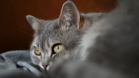Das Klonen von Haustieren wird in China beliebter, ist jedoch kostspielig: Bis zu 48.000 Euro stellen Anbieter in Rechnung. Zudem gibt es Kritik von Tierschützern. (Symbolbild) - © Helena Dolderer/dpa