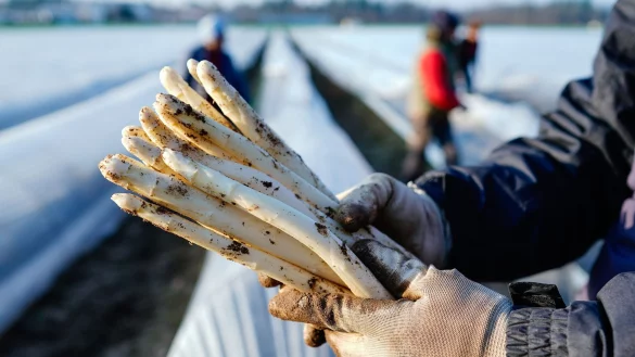 Die Spargelsaison beginnt auch in NRW bald. (Symbolfoto) - © Uwe Anspach/dpa