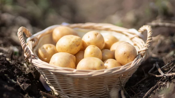 Ein Korb mit Kartoffeln der Sorte «Gala» steht auf einem Feld in Thüringen. (Foto: Archiv) - © Michael Reichel/dpa