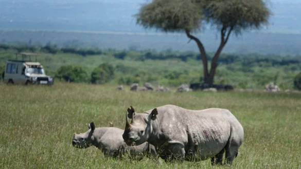 Die positiven Entwicklungen im Tierschutz sind sehr fragil, warnt die Internationale Union für Naturschutz. (Archivbild) - © Eva-Maria Krafczyk/dpa