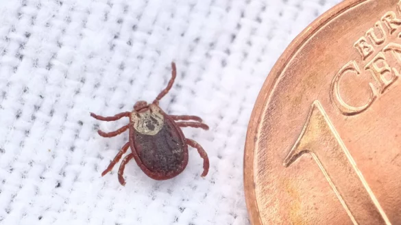 Zecken werden immer häufiger in Landkreisen aktiv, die noch gar nicht als Risikogebiete eingestuft sind.(Illustration) - © Sebastian Willnow/dpa