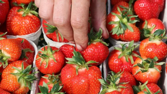 Die Erdbeere ist mit gro&szlig;em Abstand die Lieblingsfrucht der Menschen in Deutschland. (Archivbild) - &copy; Bernd W&uuml;stneck/dpa