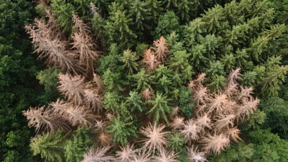 Vor allem im Harz, im Bergischen Land und in Th&uuml;ringen ist der Waldr&uuml;ckgang besonders gro&szlig;. (Archivbild) - &copy; Sebastian Kahnert/dpa-Zentralbild/dpa