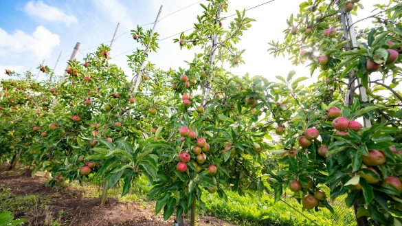 Reichlich Äpfel von heimischen Anbauflächen (Archivbild) - © Jonas Walzberg/dpa