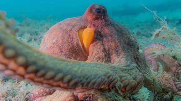 Oktopusse setzen nicht all ihre acht Arme gleicherma&szlig;en ein. - &copy; Chelsea Bennice/Florida Atlantic University/dpa