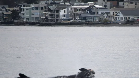 Das NOAA-Forschungsteam schreibt auf Instagram, es wolle die Trauer des Schwertwal-Weibchens respektieren. (Handout) - © Candice Emmons/NOAA Fisheries West Coast/AP/dpa