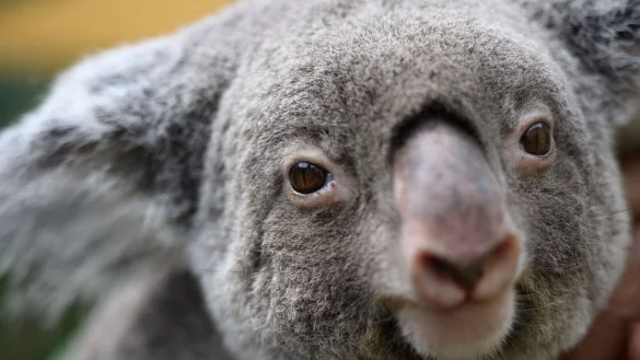 Koalas gehören zu den ikonischsten Tieren Australiens. (Archivbild) - © Robert Michael/dpa