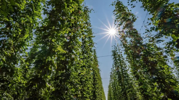 Hopfen im Anbaugebiet Hallertau. - © Armin Weigel/dpa