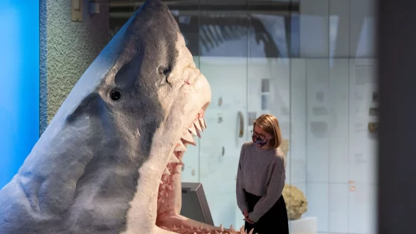 Der Urzeit-Hai Megalodon wurde lange als gigantische Version eines Weißen Hais angesehen. (Archivbild) - © Marijan Murat/dpa