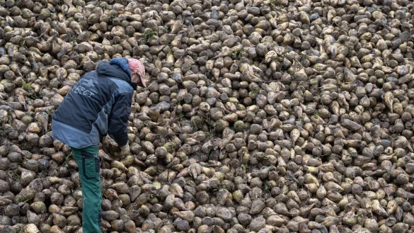 Zuckerrüben sind von einem kleinen Insekt bedroht, der Schilf-Glasflügelzikade. (Archivbild) - © Marijan Murat/dpa