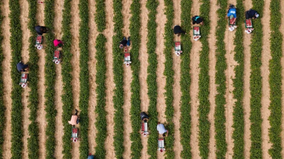 Erntehelfer pfl&uuml;cken auf einem Feld Erdbeeren. - &copy; Sebastian Kahnert/dpa