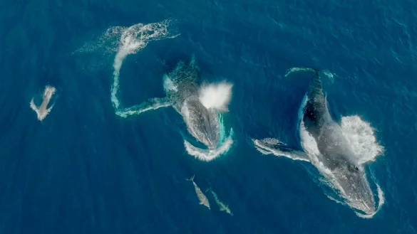 Meeressäuger unter sich - Wale und Delfine können etwas miteinander anfangen. - © Wildlive Media/Griffith Universität/dpa