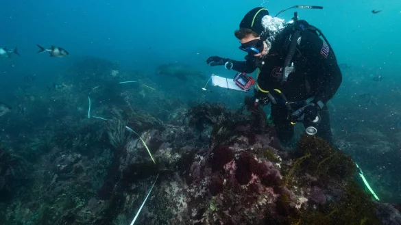 Die Algenblüte hat bereits Zehntausende Meeresbewohner das Leben gekostet. - © Stefan Andrews/GREAT SOUTHERN REEF FOUNDATION/dpa