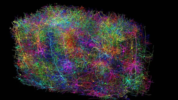 Die Illustration zeigt eine Untergruppe von mehr als 1.000 der 120.000 Gehirnzellen von einem Teil eines Mäusegehirns, die im Rahmen des MICRONS-Projekts rekonstruiert wurden. Es handelt sich um eine symbolische Darstellung. Es gibt weitaus mehr aufgezeichnete Neuronen als die, die leuchten. - © Clare Gamlin/Allen Institute/dpa