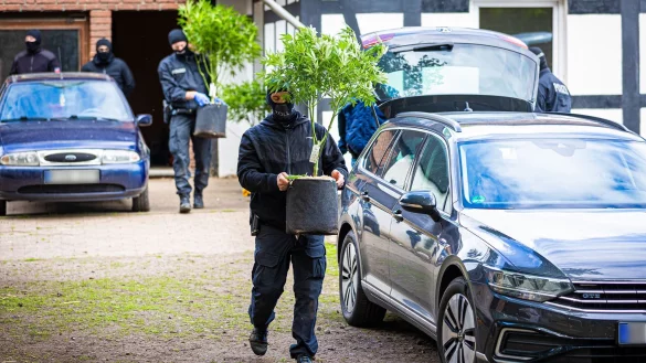 Die Polizei beschlagnahmt Hanfpflanzen bei einer Razzia in NRW (Archivfoto) - © Moritz Frankenberg/dpa