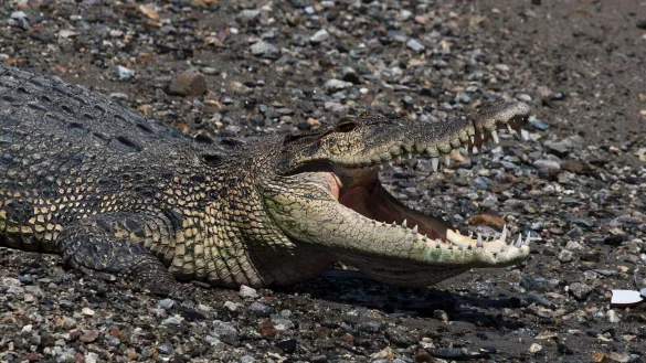 In keinem anderen Land der Erde werden so viele Menschen von Krokodilen getötet wie in Indonesien. (Symbolbild) - © Muhammad Taufan/dpa