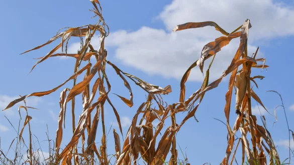 Langfristige Sommerprognosen von Wetterdiensten zeigen Tendenzen, liefern aber keine konkreten Vorhersagen für einzelne Tage oder Wochen. - © Patrick Pleul/dpa-Zentralbild/dpa