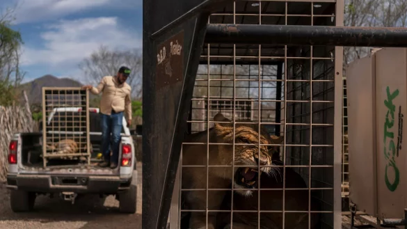 Das Wildtierreservat Ostok wurde 2021 gegründet. - © Felix Marquez/AP/dpa
