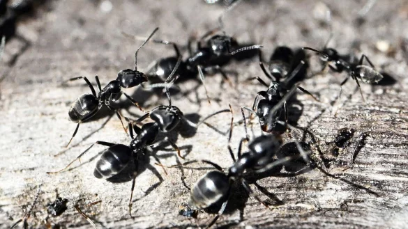 Die Ameisenart gilt als bissig und aggressiv. (Archivbild) - &copy; Uli Deck/dpa
