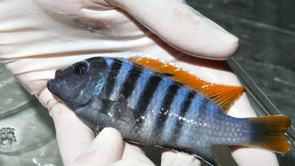 Muss der Fisch untersucht werden, bleibt h&auml;ufig nur der Weg in die Praxis. - &copy; Soeren Stache/dpa/dpa-tmn