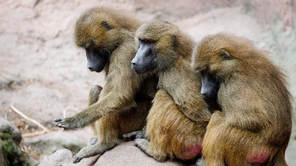 Die Gruppe der Guinea-Paviane ist auf 45 Tiere angewachsen und damit zu gro&szlig; f&uuml;r das Gehege. - &copy; Daniel Karmann/dpa