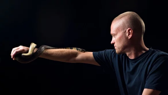 Der von Schlangen begeisterte US-Amerikaner Tim Friede hat sich selbst immer gr&ouml;&szlig;ere Dosierungen von Schlangengiften verabreicht und kann nun einfach so eine Wasserkobra auf dem Arm tragen. - &copy; ---/Centivax/dpa