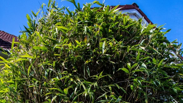 Am höchsten deutschen Zivilgericht ging es um eine meterhohe Bambushecke. (Symbolbild) - © Jens Büttner/dpa