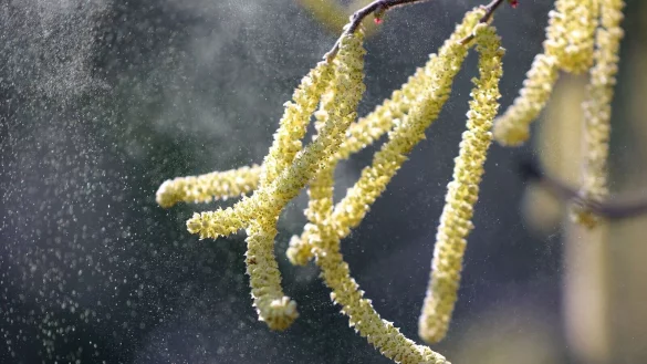 Hatschi! Der milde Winter macht den Pollen-Allergikern schon jetzt zu schaffen. - © Wolfgang Kumm/dpa/dpa-tmn
