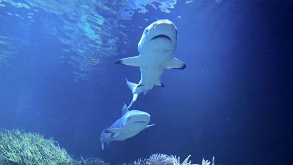 Hai-Dame Karla hat einen Kumpanen bekommen. - © Bernd Weißbrod/dpa