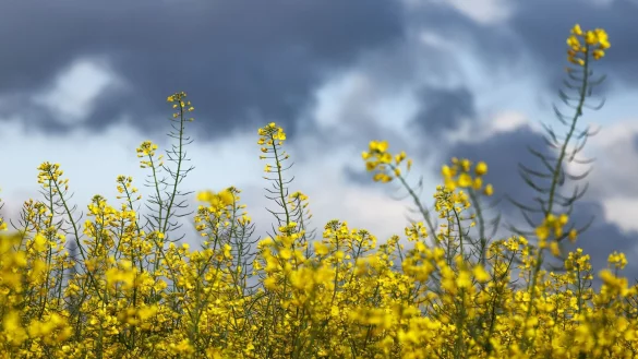 In den nächsten Tagen soll es überwiegend bewölkt bleiben. (Symbolbild) - © Christoph Reichwein/dpa