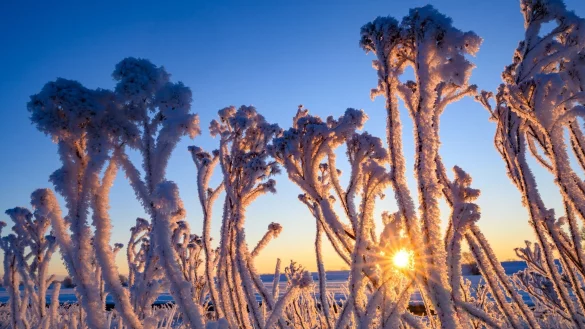 Mit Raureif überzogen stehen Pflanzen bei Sonnenaufgang im Oderbruch. - © Patrick Pleul/dpa