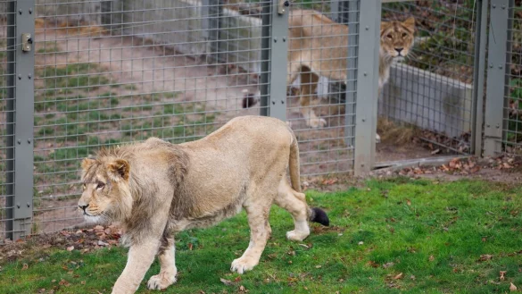 Mehrere Löwen stürzten sich auf den Zoo-Mitarbeiter. (Symbolbild) - © Friso Gentsch/dpa