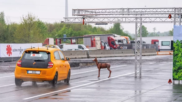 Plötzlich taucht das Reh vor einem Auto auf. Es kommt bei diesem Crashtest mit Tempo 80 zum Zusammenstoß und der Fahrer weicht nach links aus. - © Guido Kirchner/dpa