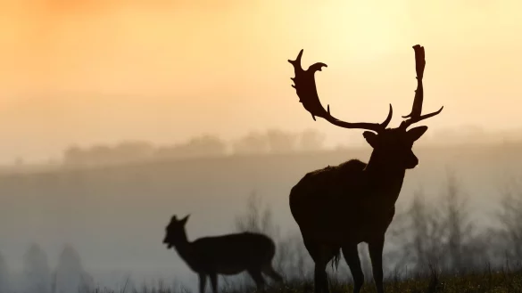 Zwei in Bonn entlaufene Damhirsche genie&szlig;en ihre Freiheit. (Symbolbild) - &copy; Slavek Ruta/ZUMA Wire/dpa