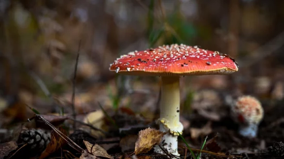 Das Gift des Fliegenpilzes in Gummibonbons führte nun zu einem Vekaufsverbot (Symbolbild). - © Hendrik Schmidt/dpa-Zentralbild/dpa
