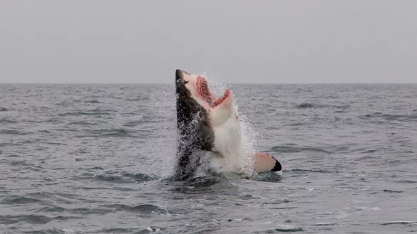 Ein Wei&szlig;er Hai im Atlantischen Ozean vor der K&uuml;ste S&uuml;dafrikas. - &copy; Neil Hammerschlag/Shark Research/dpa