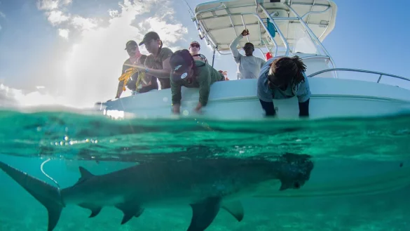 In den Gewässern der Bahamas gibt es für die Tiere reichlich Beute. - © Gabby Lozada/eurekaalert.org/dpa