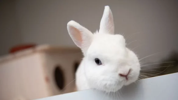 Niedlich, ruhig, neugierig: Kaninchen sind liebenswerte Begleiter, die Haltung sollte man aber nicht unterschätzen. - © Paul Zinken/dpa