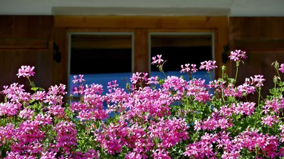 Blütenzauber am Balkon: Regelmäßiges Ausputzen hält Geranien gesund und blühfreudig. - © Karl-Josef Hildenbrand/dpa-tmn