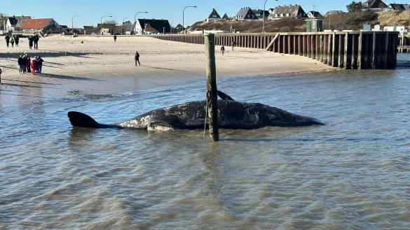 Es wird wegen Explosionsgefahr davor gewarnt, sich dem Tier zu nähern. - © Daniel Friederichs/dpa