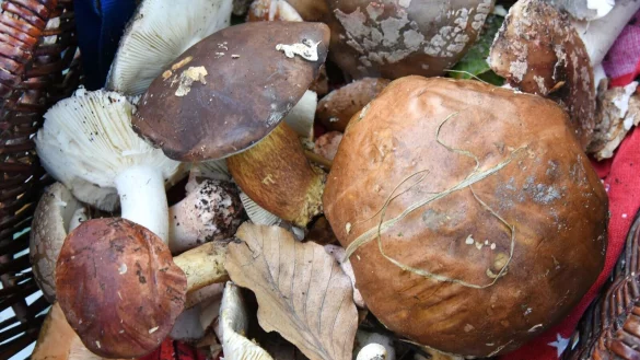 Auch fast 40 Jahre nach dem Reaktorunfall von Tschernobyl sind manche Wildpilze noch radioaktiv belastet. (Symbolbild) - &copy; Waltraud Grubitzsch/dpa-Zentralbild/dpa