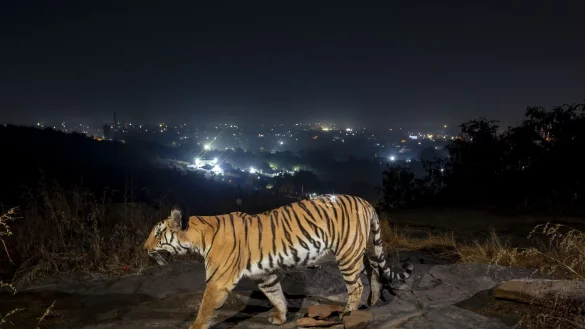 Ein Tiger bewegt sich außerhalb der indischen Stadt Bhopal. - © Yashpal Rathore/Science/dpa
